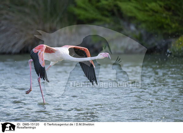 Rosaflamingo / greater flamingo / DMS-15120