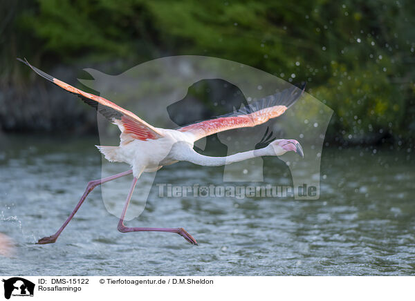 Rosaflamingo / greater flamingo / DMS-15122