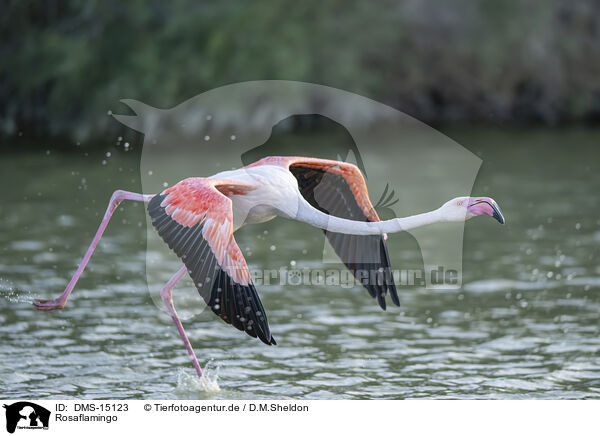 Rosaflamingo / greater flamingo / DMS-15123