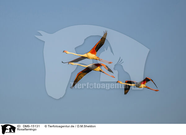 Rosaflamingo / greater flamingo / DMS-15131
