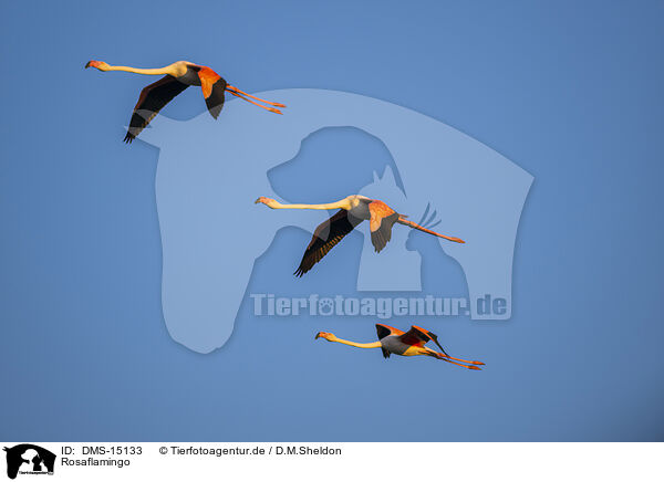 Rosaflamingo / greater flamingo / DMS-15133