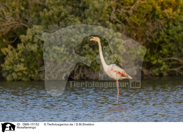 Rosaflamingo / greater flamingo / DMS-15152