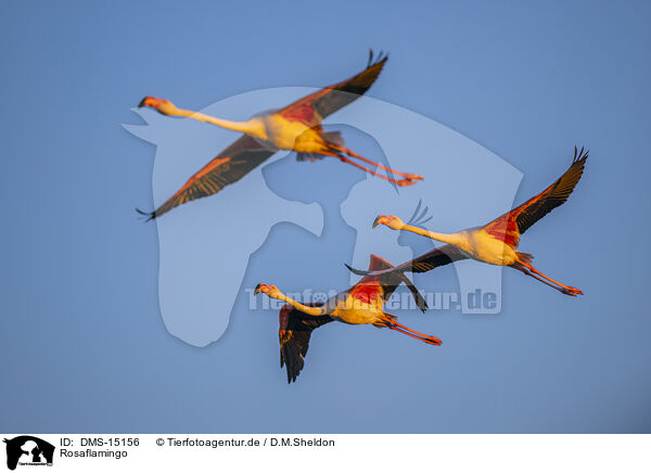 Rosaflamingo / greater flamingo / DMS-15156
