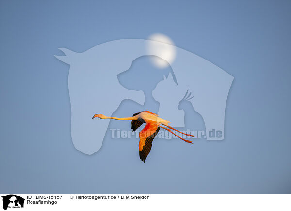 Rosaflamingo / greater flamingo / DMS-15157