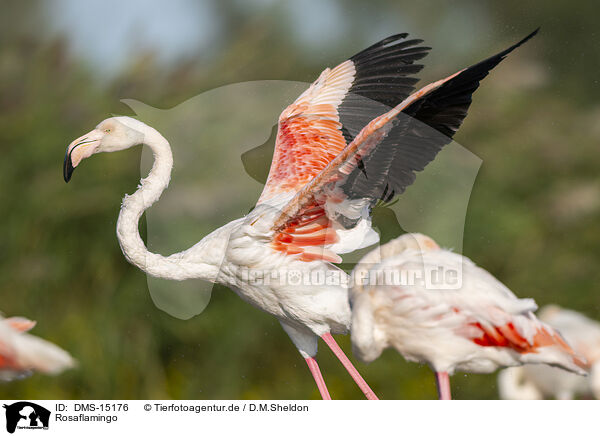 Rosaflamingo / greater flamingo / DMS-15176