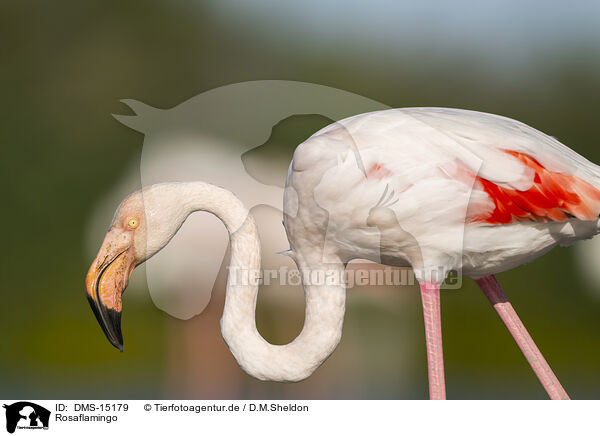 Rosaflamingo / greater flamingo / DMS-15179