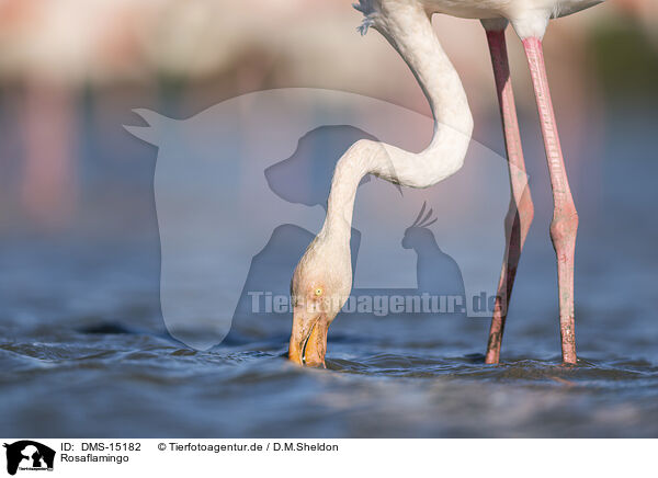Rosaflamingo / greater flamingo / DMS-15182