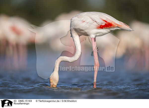 Rosaflamingo / greater flamingo / DMS-15184