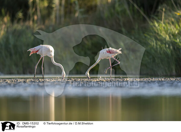 Rosaflamingo / greater flamingo / DMS-15202