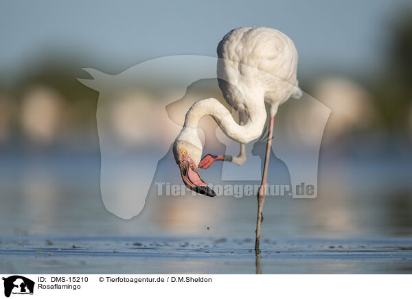 Rosaflamingo / greater flamingo / DMS-15210