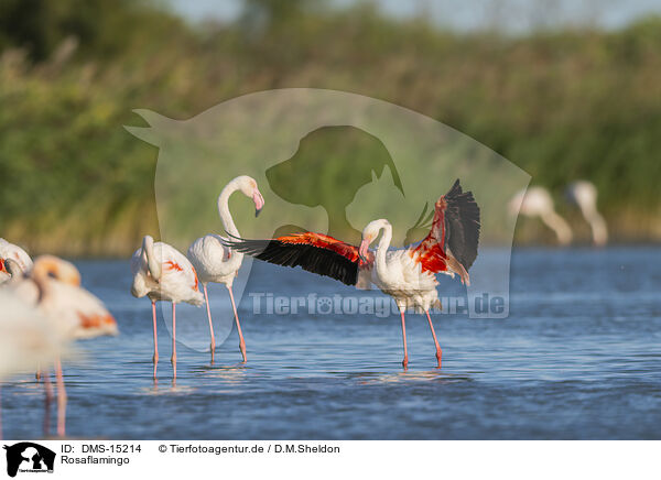 Rosaflamingo / greater flamingo / DMS-15214