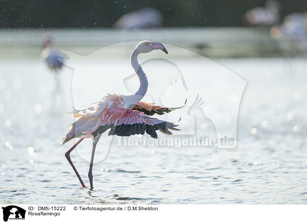 Rosaflamingo / greater flamingo / DMS-15222