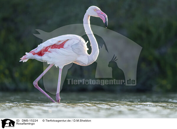 Rosaflamingo / greater flamingo / DMS-15224