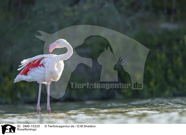 Rosaflamingo / greater flamingo / DMS-15225