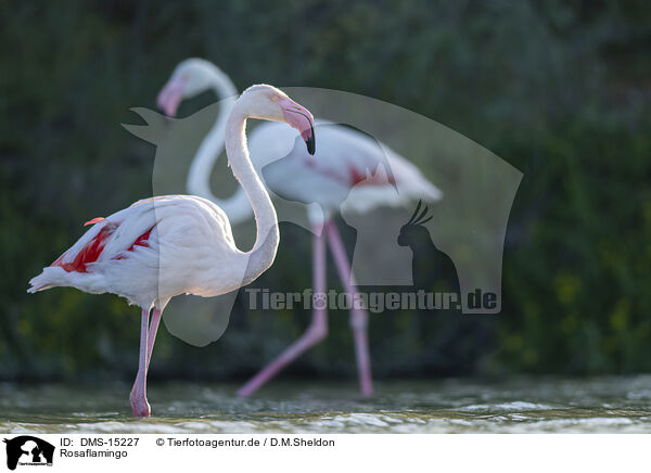 Rosaflamingo / greater flamingo / DMS-15227