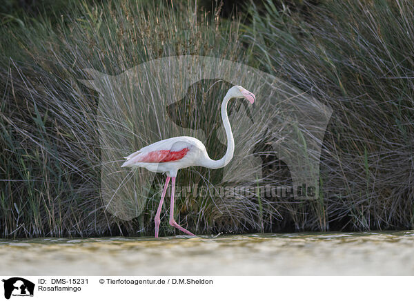 Rosaflamingo / greater flamingo / DMS-15231