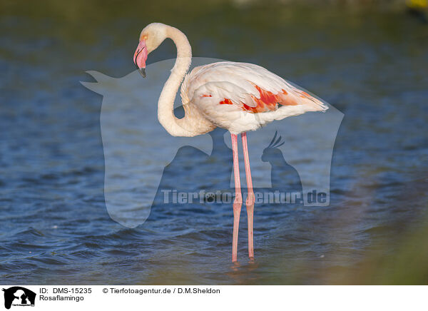 Rosaflamingo / greater flamingo / DMS-15235