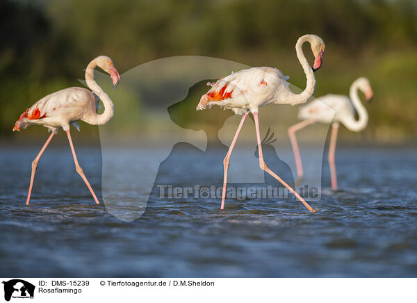 Rosaflamingo / greater flamingo / DMS-15239