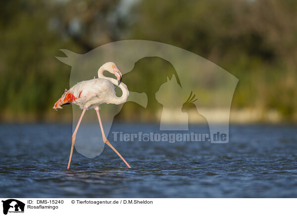 Rosaflamingo / greater flamingo / DMS-15240