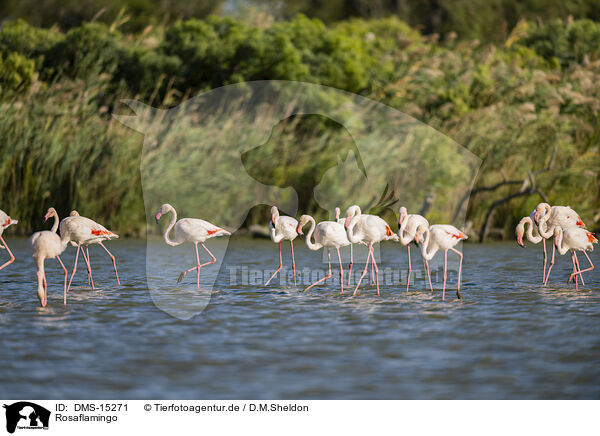 Rosaflamingo / greater flamingo / DMS-15271