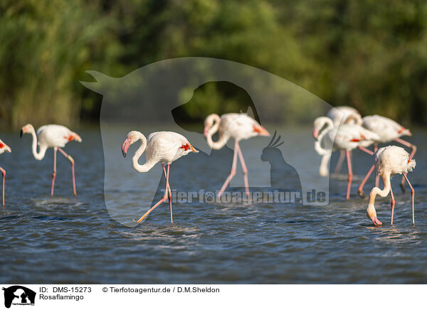 Rosaflamingo / greater flamingo / DMS-15273