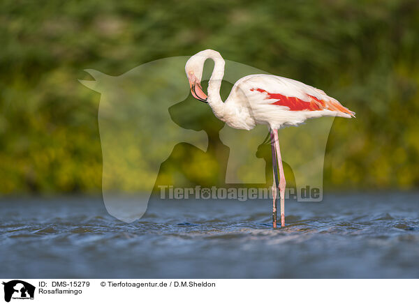 Rosaflamingo / greater flamingo / DMS-15279