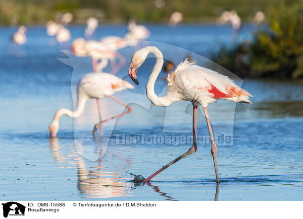 Rosaflamingo / DMS-15588