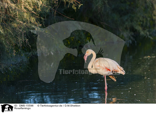 Rosaflamingo / DMS-15596