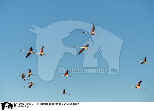 Rosaflamingo / greater flamingo / DMS-15600