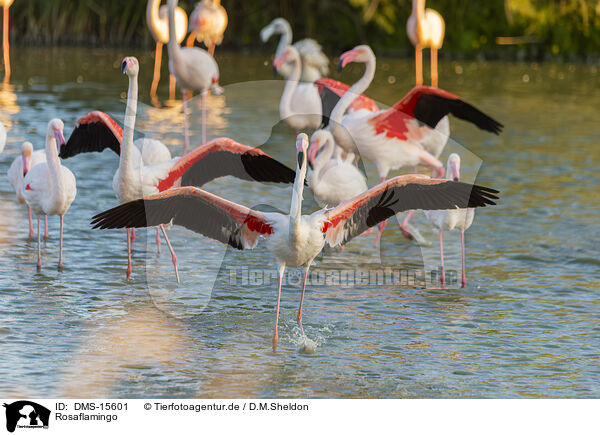 Rosaflamingo / greater flamingo / DMS-15601