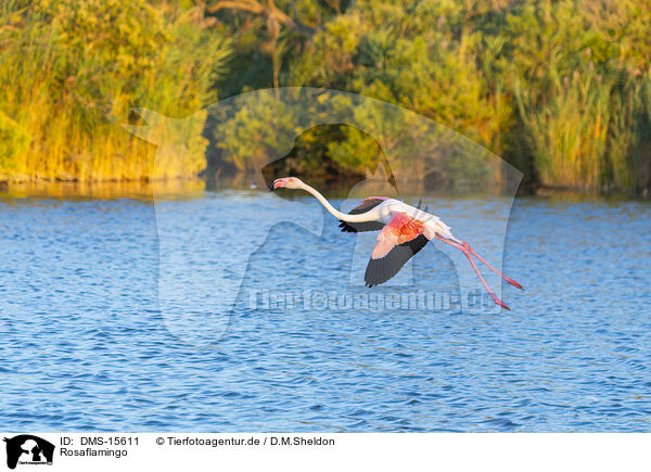 Rosaflamingo / greater flamingo / DMS-15611