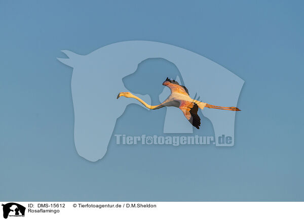 Rosaflamingo / greater flamingo / DMS-15612