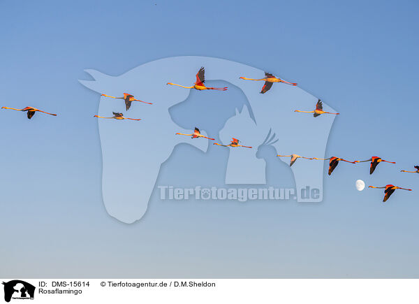 Rosaflamingo / DMS-15614
