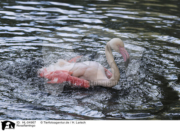 Rosaflamingo / HL-04967