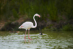 Rosaflamingo