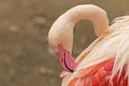 Rosaflamingo