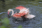Rosaflamingo