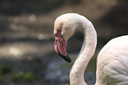 Rosaflamingo