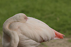 Rosaflamingo
