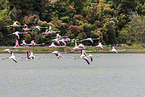 Rosaflamingo