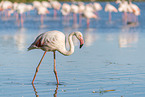 Rosaflamingo