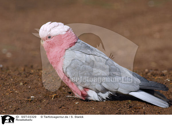 Rosakakadu / galah / SST-03329