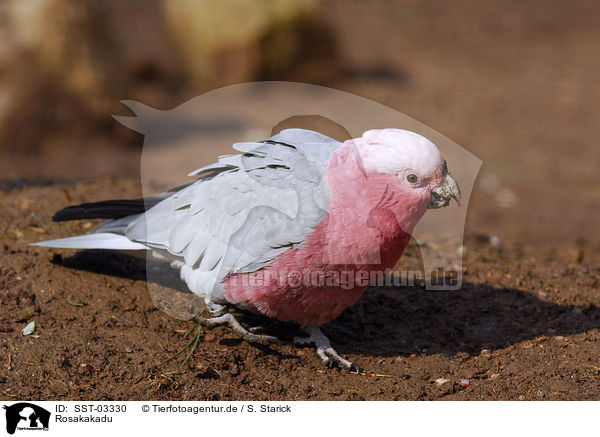Rosakakadu / galah / SST-03330