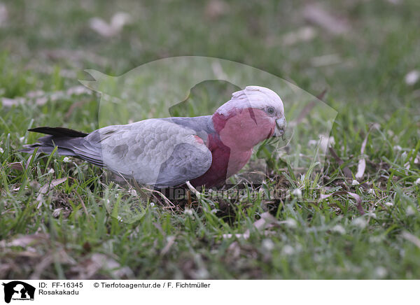 Rosakakadu / roseate cockatoo / FF-16345