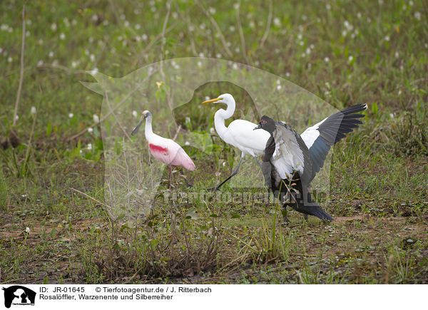 Rosalffler, Warzenente und Silberreiher / roseate spoonbill, muscovy duck and great white egret / JR-01645