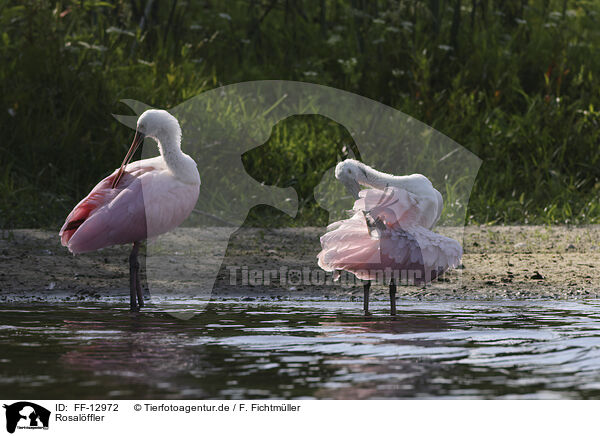 Rosalffler / roseate spoonbill / FF-12972