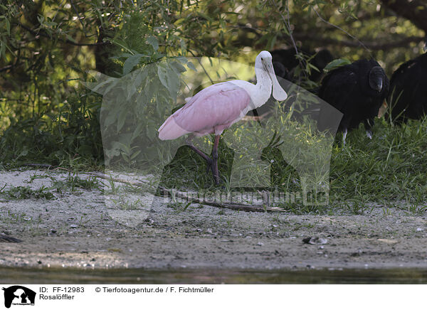 Rosalffler / roseate spoonbill / FF-12983