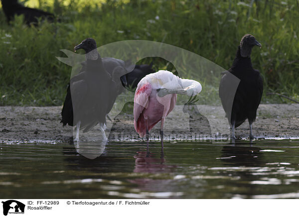 Rosalffler / roseate spoonbill / FF-12989