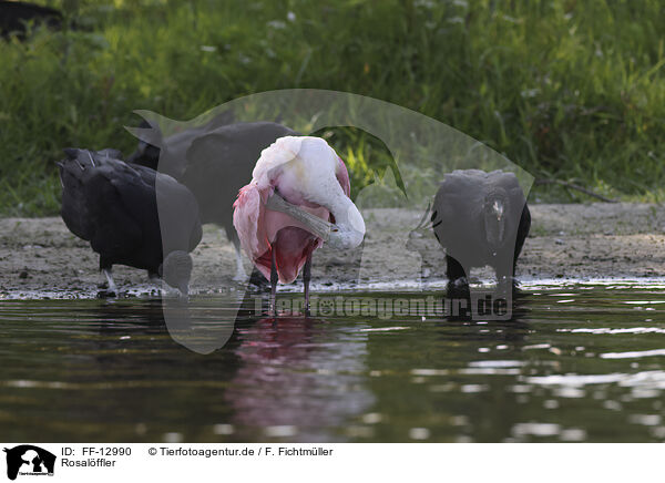 Rosalffler / roseate spoonbill / FF-12990