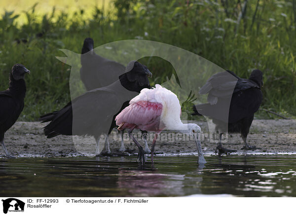 Rosalffler / roseate spoonbill / FF-12993